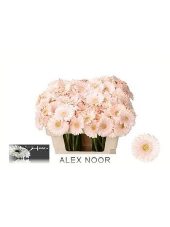 GE MI ALIX-NOOR