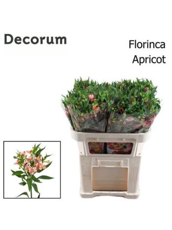 ALST FL CHAR APRICOT