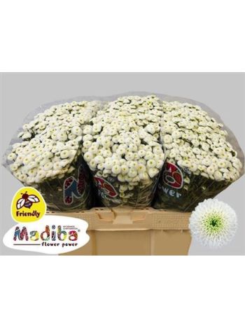 CHR SAN MAD LUMIE WHIT