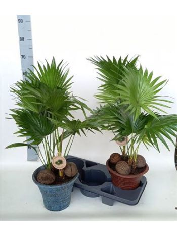 LIVISTONA ROTUNDIFOL KASPÓS