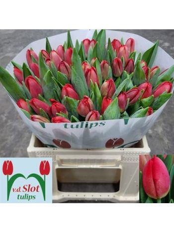 TU EN ANTARCTIC FIRE