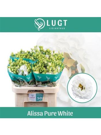 EUS G ALISSA PUR WHI