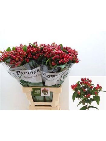 HYP MAG TRIUMPH 70CM