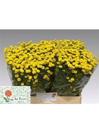 TANA PA AMAZONE 63CM