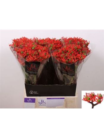 JATROPHA P FIRECRACK