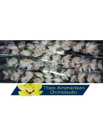 CYMB T *6 STEFFI - WHITE