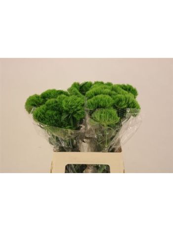 DI BARB KIWI MELLOW 60CM