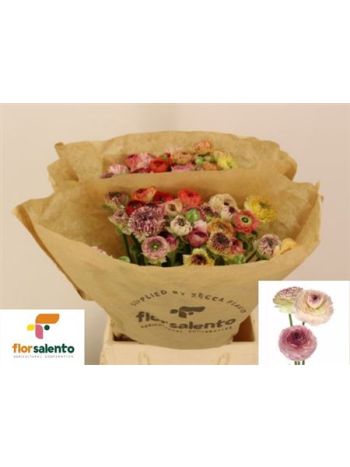 RAN  EL PA ST GEM BS