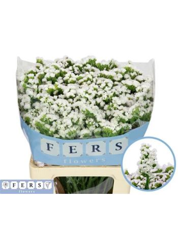 LIM S WH STARL WINGS 70CM