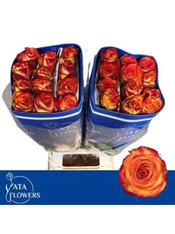 R GR EC HIGH & M YELLOW 60CM