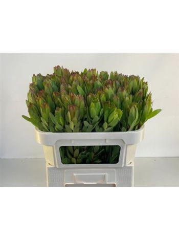 LEUCAD SAF GOLDSTRIK