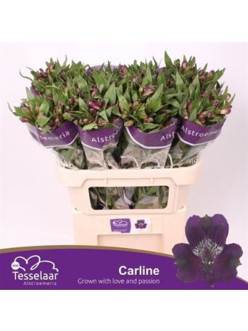 ALSTR CARLINE