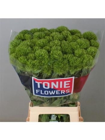 DI BARB KIWI MELLOW 70CM