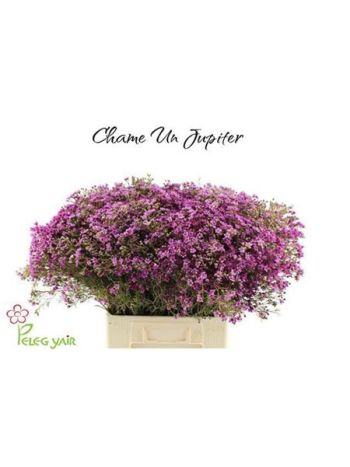 CHAME UN JUPITER 70CM