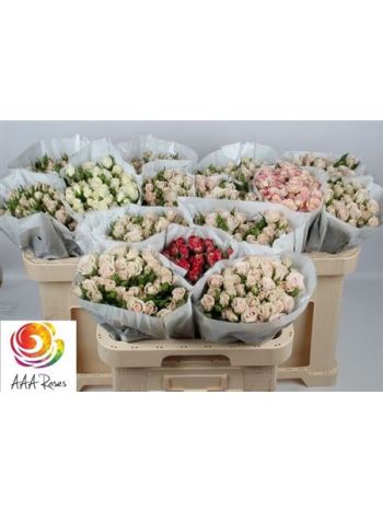 R TR GEM IN FUST 60CM