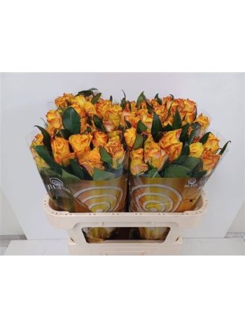 R GR EASY FASHION 70CM