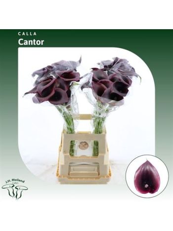 ZANT CANTOR 65CM