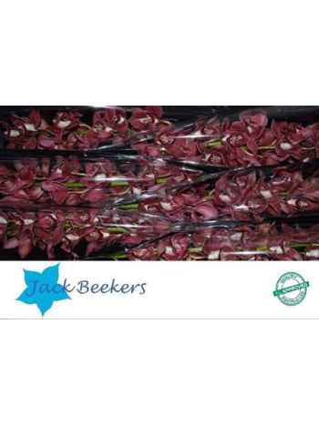 CYMB T *6 FERR-ARI - ROOD