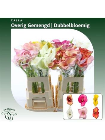 ZANT GEM IN FUST 60CM