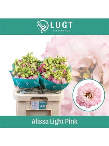 EUS G ALISSA LIGH PI