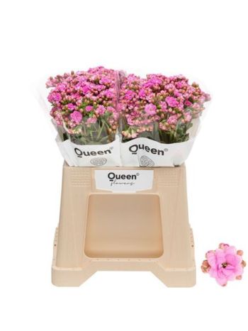 KAL TAFFY PIN MEADOW