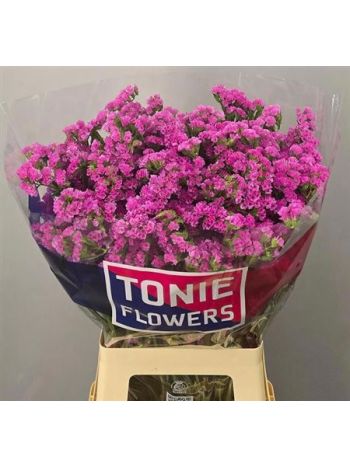 LIM S DYNA ROSE 70CM