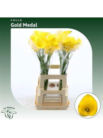 ZANT GOLD MEDAL 70CM