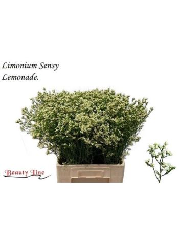 LIM SIN SEN LEMONADE 70CM