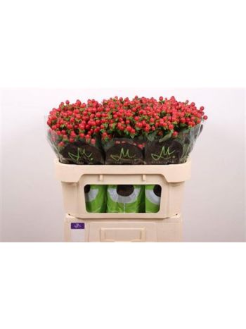 HYP TOMATO FLAIR 70CM
