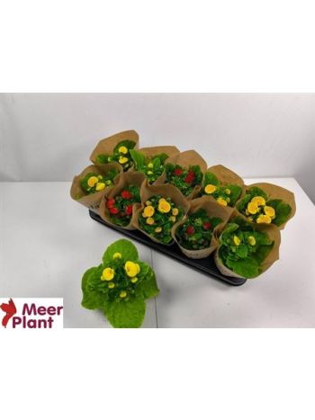 CALC X HERBEOHYBRIDA