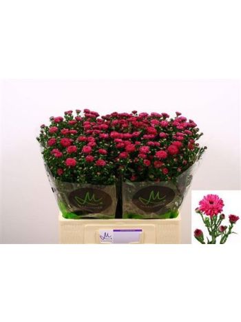 ASP OV KLB H% - PASTEL MIX