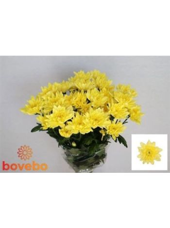 CHR T  S. BALTICA YELLOW