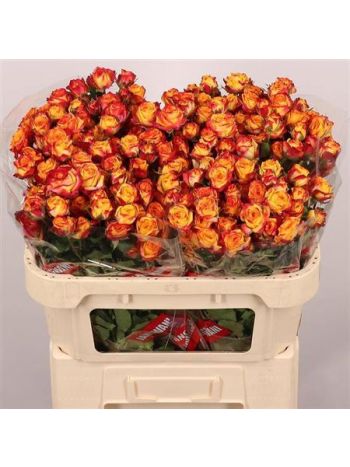 R TR LAND OF FIRE 70CM