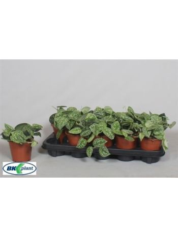 SCIND PICT ARGYRAEUS