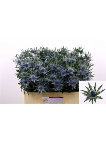 ERYN ORION QSTAR 50CM