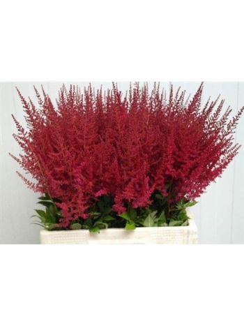 ASTIL AR PAUL GAARDE