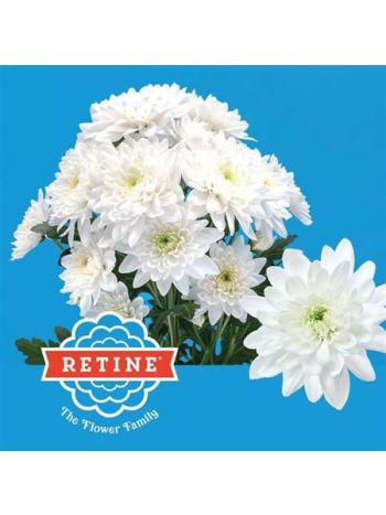 CHR T  F. PINA COLADA