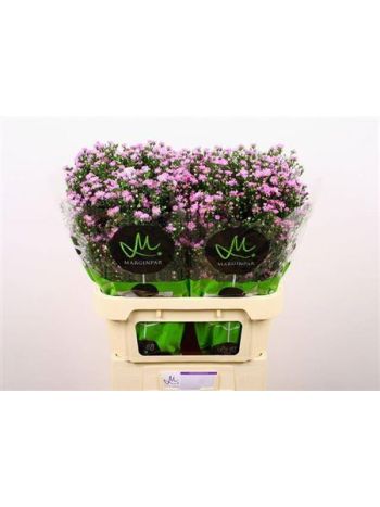 AST TEENY TINY PINK 80CM