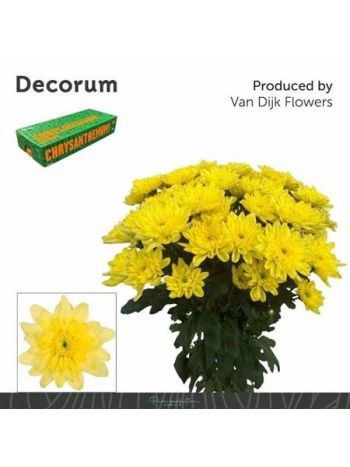 CHR T  S. BALTICA YELLOW