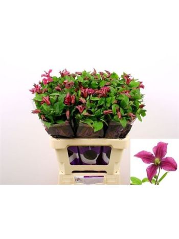 CLEM INSPIRATION 60CM