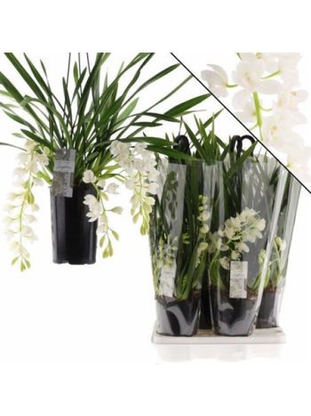 CYMBIDIUM ICE CASCAD