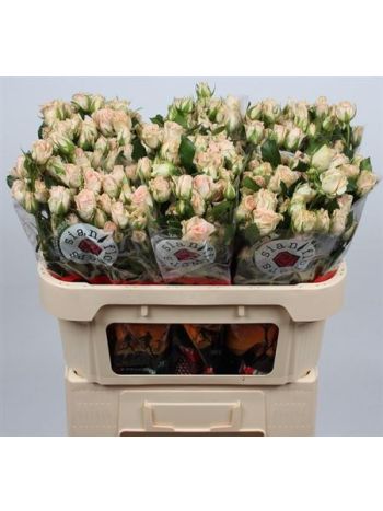 R TR SWEET SARA 70CM