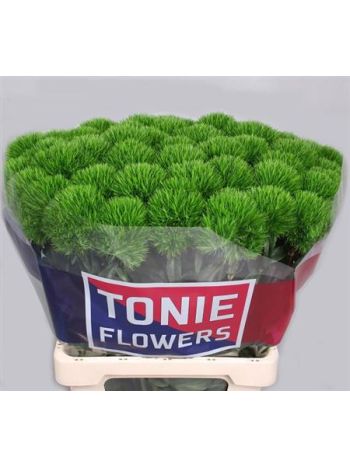 DI BARB KIWI MELLOW 60CM