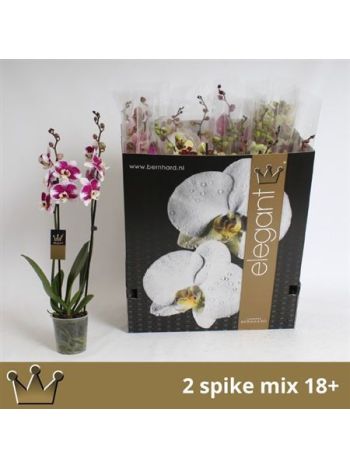 PHAL 2 ÁG BERNARD DOBOZOS