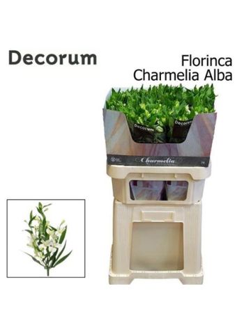ALST FL CHARME ALBA