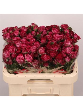 R TR PURPLE QUEEN 60CM