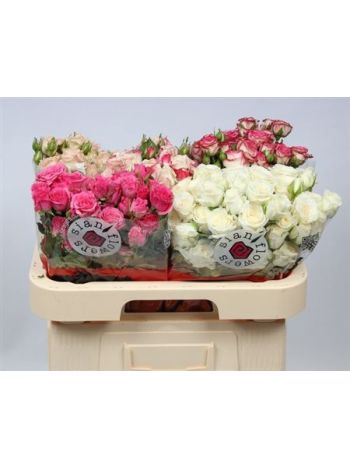 R TR GEM IN FUST 60CM