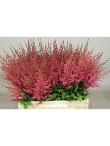 ASTIL AR ELSE SCHLUC