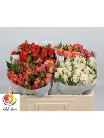 R TR5 GEM IN FUST *50