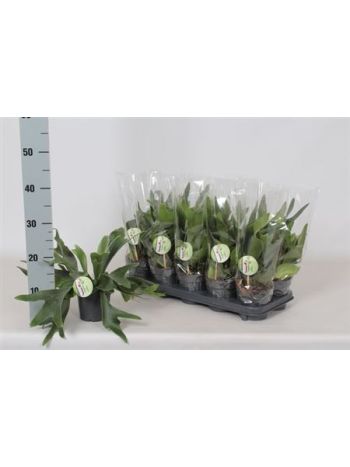 PLATYC BIFURCATUM AKCIO